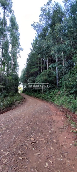 Rolante- 1.5 Hectares todo aproveitável- Boa Esperança: 7ª foto da galeria de imagens do imóvel
