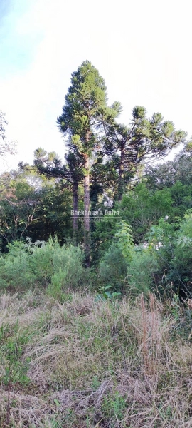 Rolante- 1.5 Hectares todo aproveitável- Boa Esperança: 10ª foto da galeria de imagens do imóvel