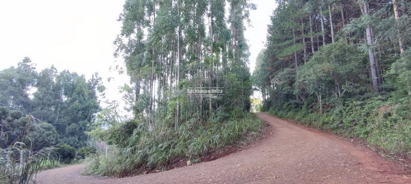 Rolante- 1.5 Hectares todo aproveitável- Boa Esperança: 12ª foto da galeria de imagens do imóvel