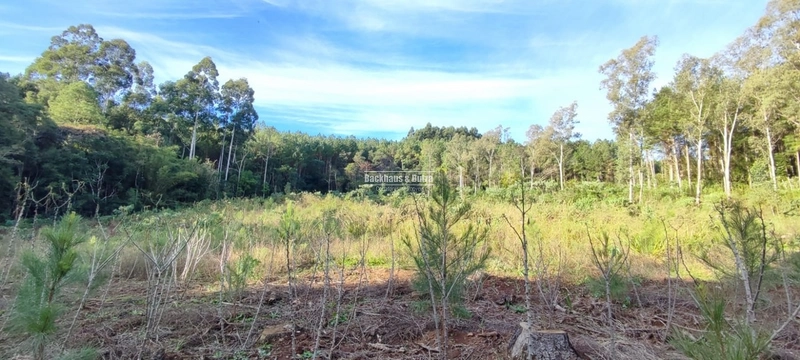 Rolante- 1.5 Hectares todo aproveitável- Boa Esperança: 1ª foto da galeria de imagens do imóvel