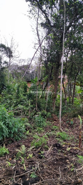 Rolante- 1.6 Hectares- Casa de madeira- Arroio- Alto Rolante: 4ª foto da galeria de imagens do imóvel