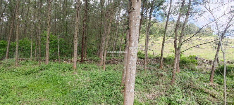 Taquara - 24 Hectares com Casa- Padilha Velha: 15ª foto da galeria de imagens do imóvel