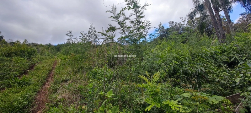 Taquara - 24 Hectares com Casa- Padilha Velha: 7ª foto da galeria de imagens do imóvel