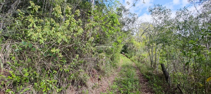 Taquara - 24 Hectares com Casa- Padilha Velha: 13ª foto da galeria de imagens do imóvel