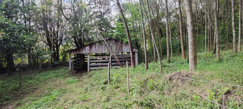 Taquara - 24 Hectares com Casa- Padilha Velha: 17ª foto da galeria de imagens do imóvel