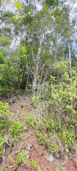 Taquara - 24 Hectares com Casa- Padilha Velha: 12ª foto da galeria de imagens do imóvel