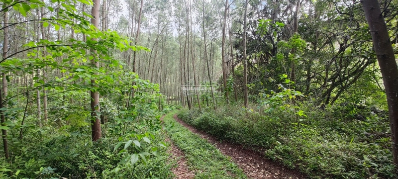 Taquara - 24 Hectares com Casa- Padilha Velha: 14ª foto da galeria de imagens do imóvel