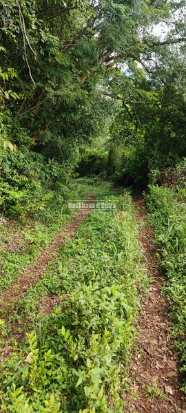 Taquara - 24 Hectares com Casa- Padilha Velha: 10ª foto da galeria de imagens do imóvel