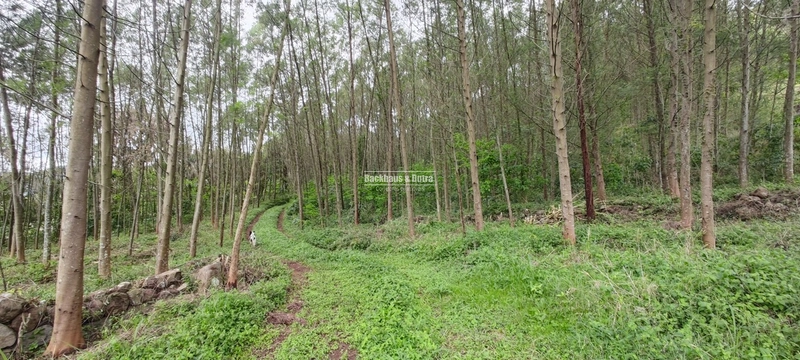 Taquara - 24 Hectares com Casa- Padilha Velha: 16ª foto da galeria de imagens do imóvel