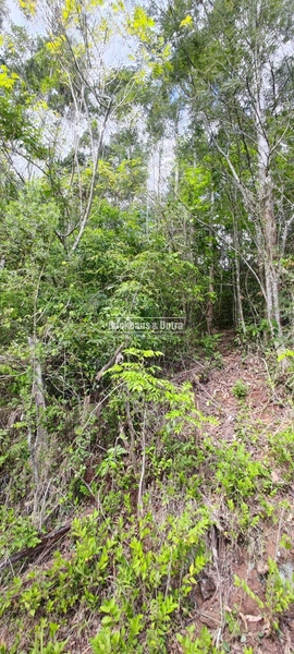 Taquara - 24 Hectares com Casa- Padilha Velha: 11ª foto da galeria de imagens do imóvel