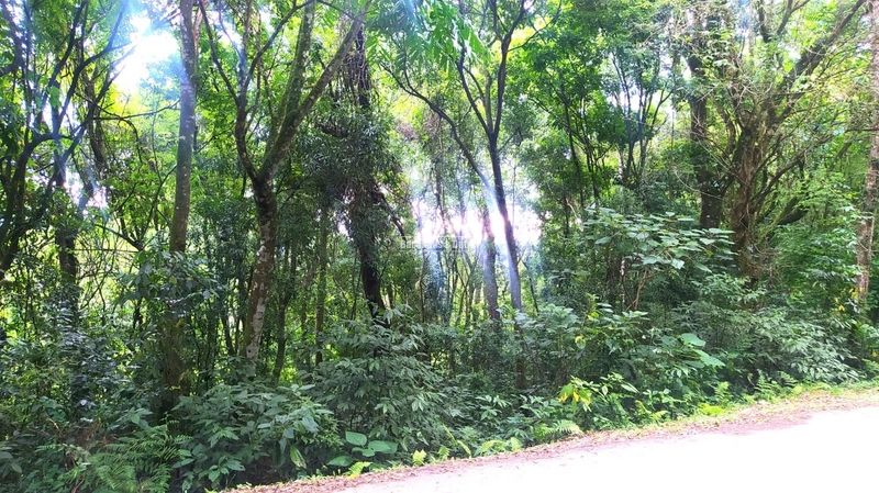 Rolante- 6 Hectares na Boa Esperança: 8ª foto da galeria de imagens do imóvel