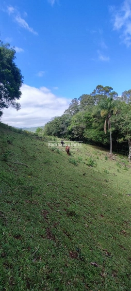 Rolante- 3 hectares Morro Grande: 2ª foto da galeria de imagens do imóvel