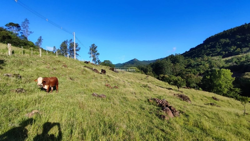 ROLANTE - CHÁCARA DE APROX. 6.000 M2 - COLÔNIA MONGE: 6ª foto da galeria de imagens do imóvel