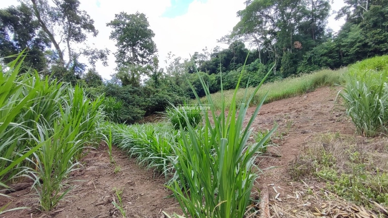 ROLANTE- CHÁCARA DE 9 HECTARES COM AÇUDES - CANTA GALO: 8ª foto da galeria de imagens do imóvel