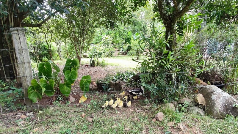ROLANTE - CHÁCARA DE 3 HECTARES COM CASA E AÇUDES - CANTA GALO: 10ª foto da galeria de imagens do imóvel