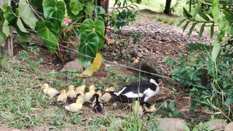 ROLANTE - CHÁCARA DE 3 HECTARES COM CASA E AÇUDES - CANTA GALO: 8ª foto da galeria de imagens do imóvel