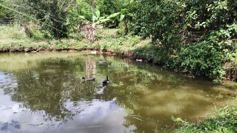 ROLANTE - CHÁCARA DE 3 HECTARES COM CASA E AÇUDES - CANTA GALO: 4ª foto da galeria de imagens do imóvel
