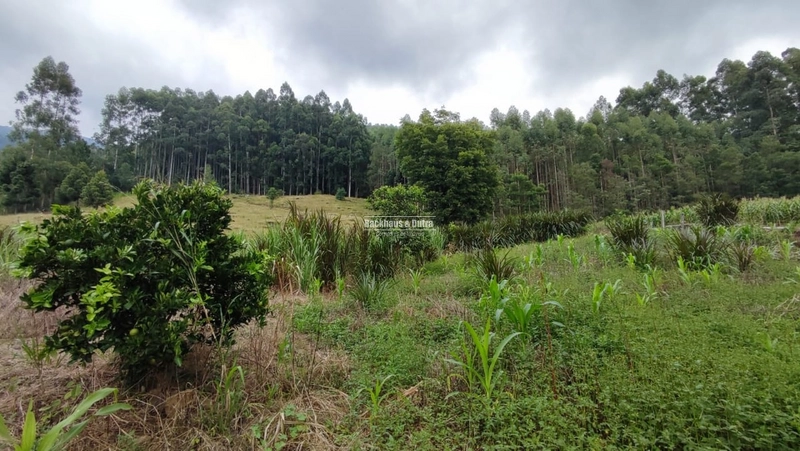 RIOZINHO- chácara 5 Hectares com casa- ALTO RIOZINHO: 8ª foto da galeria de imagens do imóvel