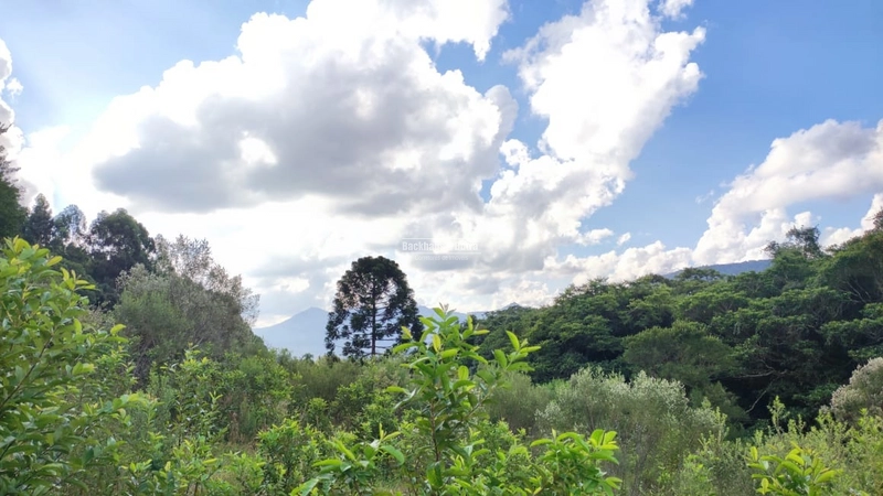 ROLANTE - CHÁCARA DE 2 HECTARES COM CASA -CANTA GALO: 9ª foto da galeria de imagens do imóvel