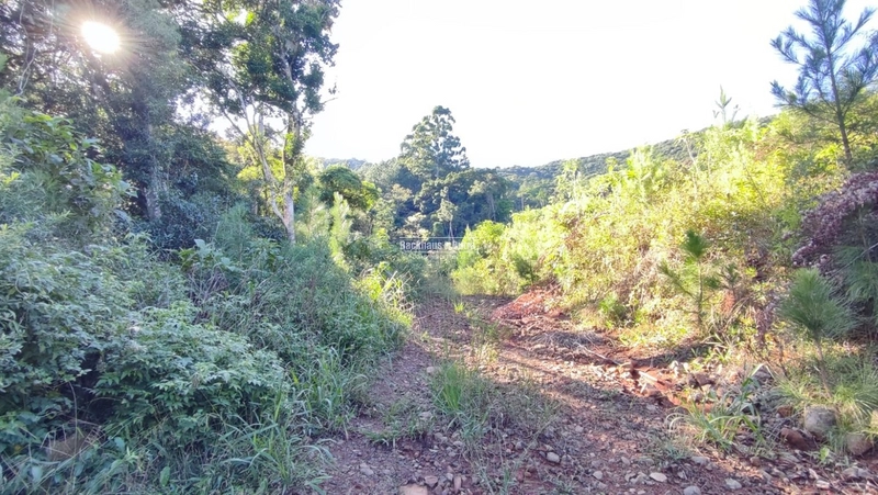 ROLANTE- CHÁCARA 10 HECTARES - L. FELIZ- BOA ESPERANÇA: 11ª foto da galeria de imagens do imóvel