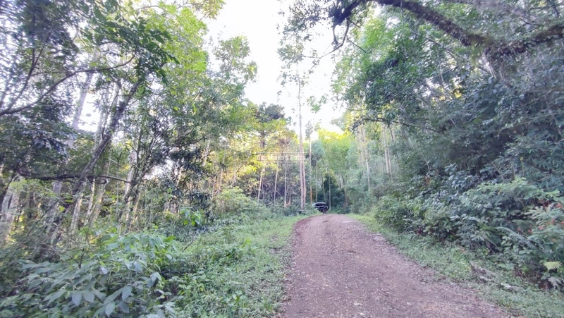 ROLANTE- CHÁCARA 10 HECTARES - L. FELIZ- BOA ESPERANÇA: 2ª foto da galeria de imagens do imóvel