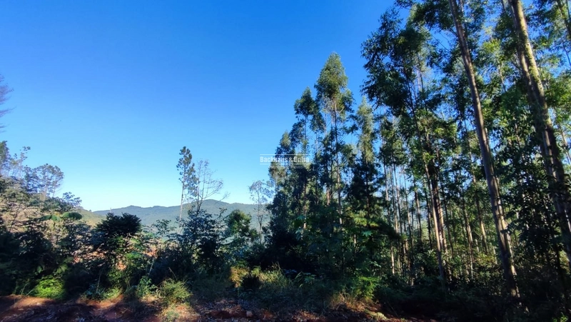 ROLANTE- CHÁCARA 10 HECTARES - L. FELIZ- BOA ESPERANÇA: 8ª foto da galeria de imagens do imóvel