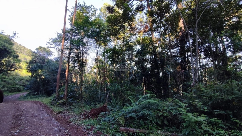 ROLANTE- CHÁCARA 10 HECTARES - L. FELIZ- BOA ESPERANÇA: 9ª foto da galeria de imagens do imóvel