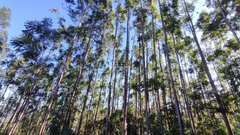 ROLANTE- CHÁCARA 10 HECTARES - L. FELIZ- BOA ESPERANÇA: 7ª foto da galeria de imagens do imóvel