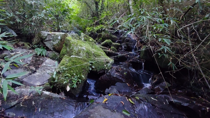 ROLANTE- CHÁCARA 10 HECTARES - L. FELIZ- BOA ESPERANÇA: 4ª foto da galeria de imagens do imóvel