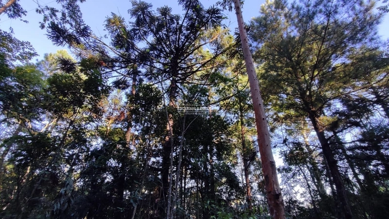 ROLANTE- CHÁCARA 10 HECTARES - L. FELIZ- BOA ESPERANÇA: 10ª foto da galeria de imagens do imóvel