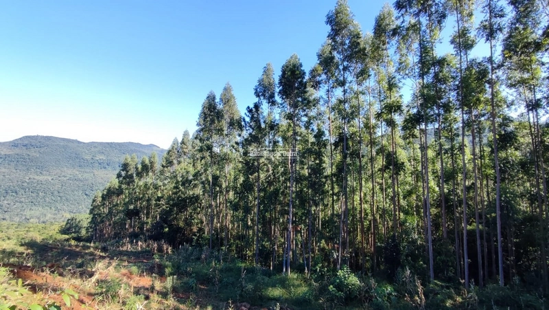 ROLANTE- CHÁCARA 10 HECTARES - L. FELIZ- BOA ESPERANÇA: 1ª foto da galeria de imagens do imóvel
