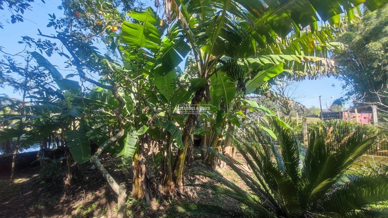Rolante- Sítio Meio Hectare- Estrada Velha: 16ª foto da galeria de imagens do imóvel