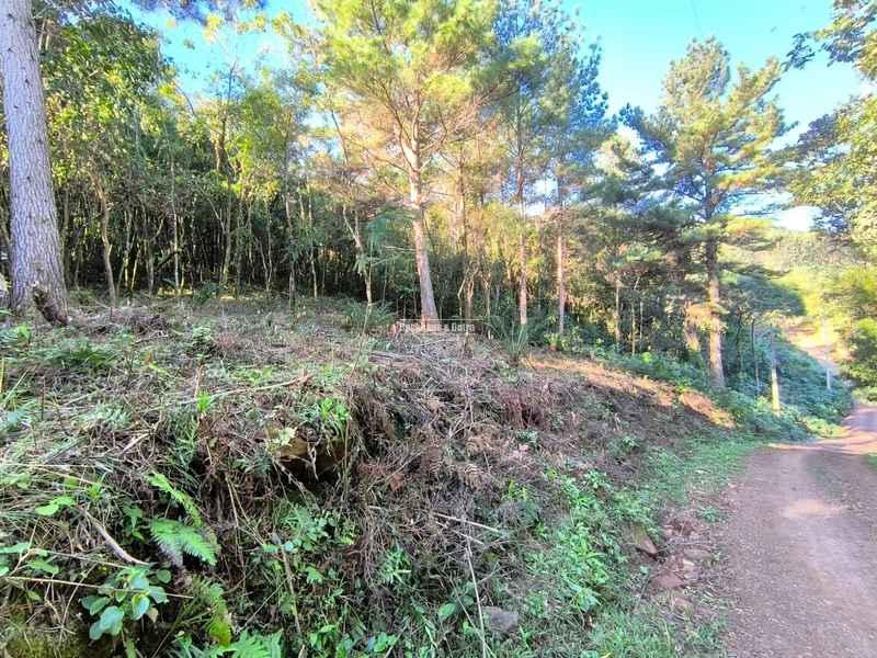 ROLANTE- CHÁCARA DE 6.000 M2 COM ARROIO - COLÔNIA MONGE: 4ª foto da galeria de imagens do imóvel