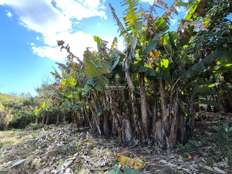 ROLANTE- CHÁCARA DE 6.000 M2 COM ARROIO - COLÔNIA MONGE: 8ª foto da galeria de imagens do imóvel