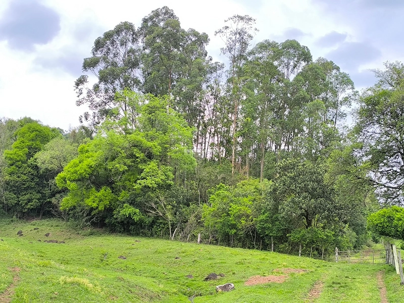 ROLANTE- 24 HECTARES DE PORTEIRA FECHADA - LINHA REICHERT: 10ª foto da galeria de imagens do imóvel