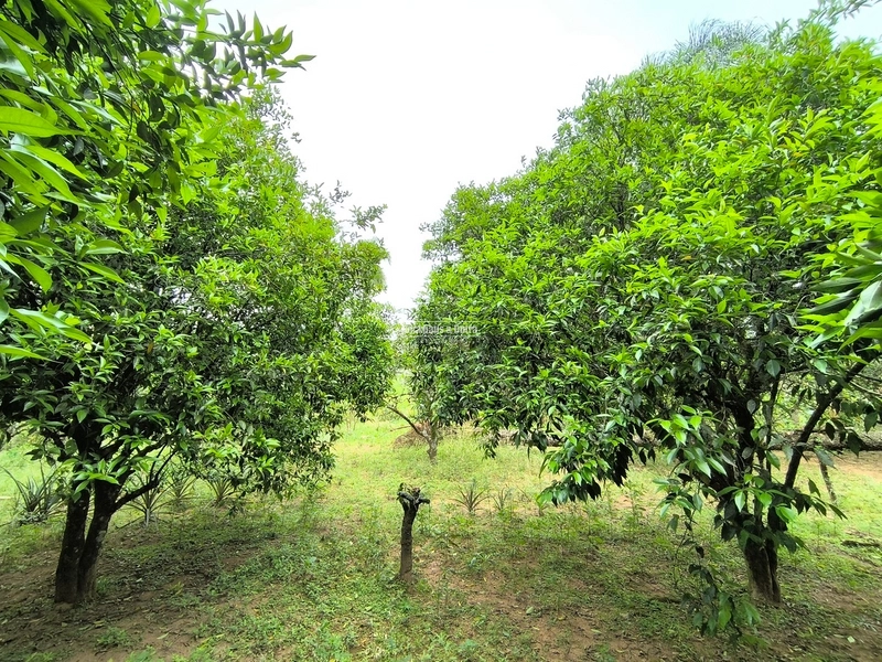 ROLANTE- 24 HECTARES DE PORTEIRA FECHADA - LINHA REICHERT: 13ª foto da galeria de imagens do imóvel