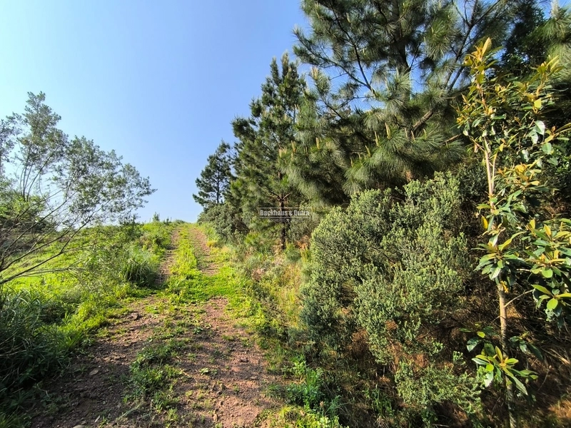 RIOZINHO - LOTES DE 675 M² NA SERRA - KM 50: 4ª foto da galeria de imagens do imóvel