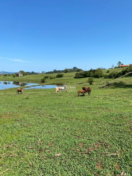 Santo Antônio da Patrulha- 33 hectares- 1 km do asfalto: 20ª foto da galeria de imagens do imóvel