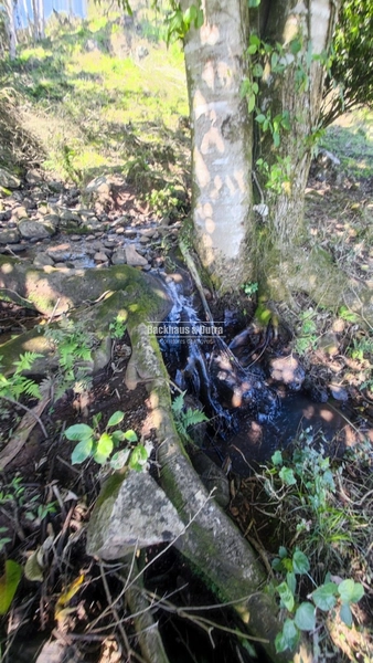 Santo Antônio da Patrulha- 33 hectares- 1 km do asfalto: 11ª foto da galeria de imagens do imóvel