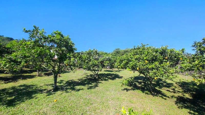 Santo Antônio da Patrulha- 33 hectares- 1 km do asfalto: 2ª foto da galeria de imagens do imóvel