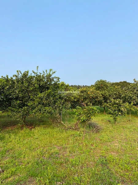 Santo Antônio da Patrulha- 33 hectares- 1 km do asfalto: 15ª foto da galeria de imagens do imóvel