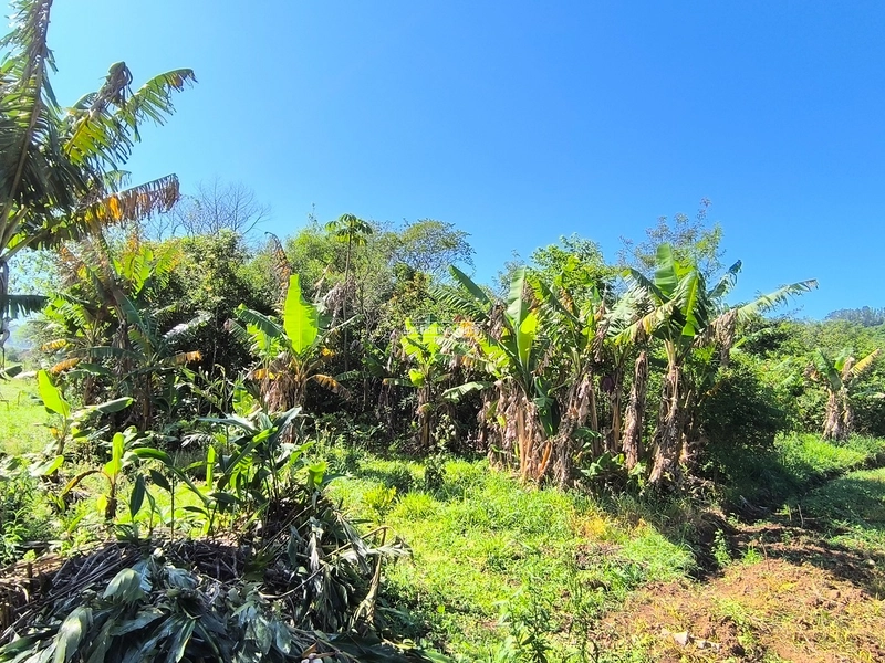 ROLANTE - CHÁCARA 3,5 HECTARES COM ARROIO - FAZENDA PASSOS: 9ª foto da galeria de imagens do imóvel