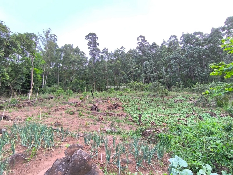 ROLANTE- CHÁCARA 2 HECTARES COM AÇUDE - CANTA GALO: 6ª foto da galeria de imagens do imóvel