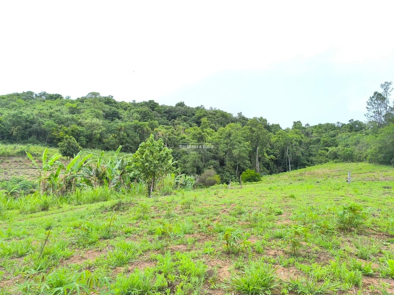 ROLANTE- 3 HECTARES AS MARGENS DA AVENIDA - ALTO ROLANTINHO: 6ª foto da galeria de imagens do imóvel