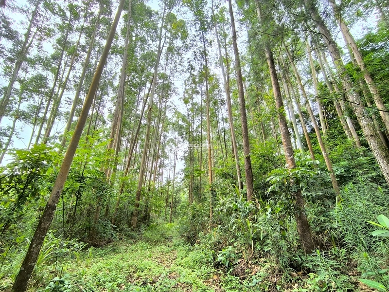 ROLANTE - TERRA DE 12 HECTARES COM EUCALIPTO - ALTO ROLANTE: 6ª foto da galeria de imagens do imóvel