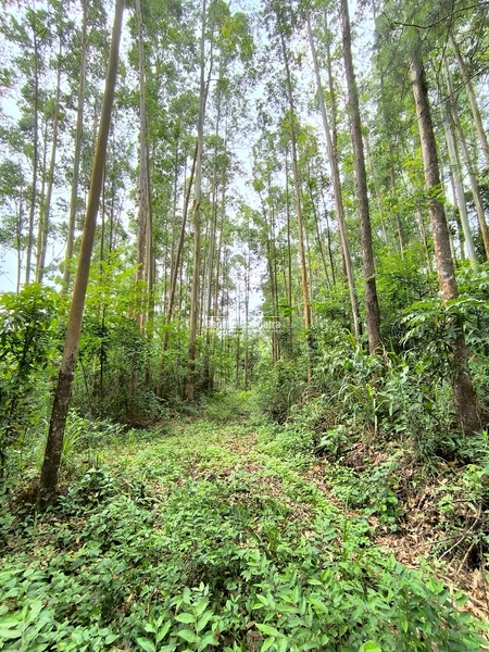 ROLANTE - TERRA DE 12 HECTARES COM EUCALIPTO - ALTO ROLANTE: 7ª foto da galeria de imagens do imóvel