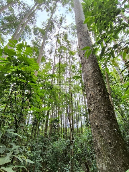 ROLANTE - TERRA DE 12 HECTARES COM EUCALIPTO - ALTO ROLANTE: 5ª foto da galeria de imagens do imóvel