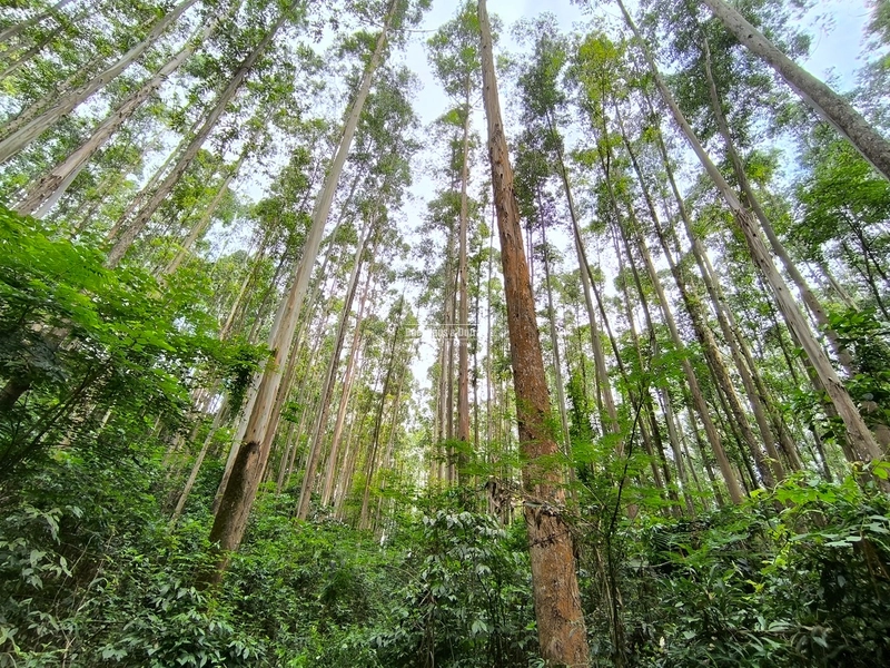 ROLANTE - TERRA DE 12 HECTARES COM EUCALIPTO - ALTO ROLANTE: 4ª foto da galeria de imagens do imóvel