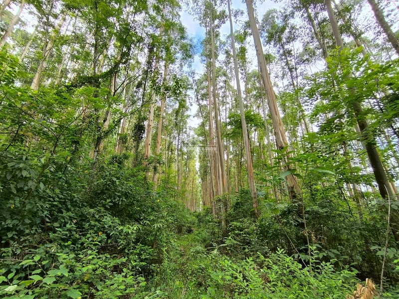 ROLANTE - TERRA DE 12 HECTARES COM EUCALIPTO - ALTO ROLANTE: 3ª foto da galeria de imagens do imóvel