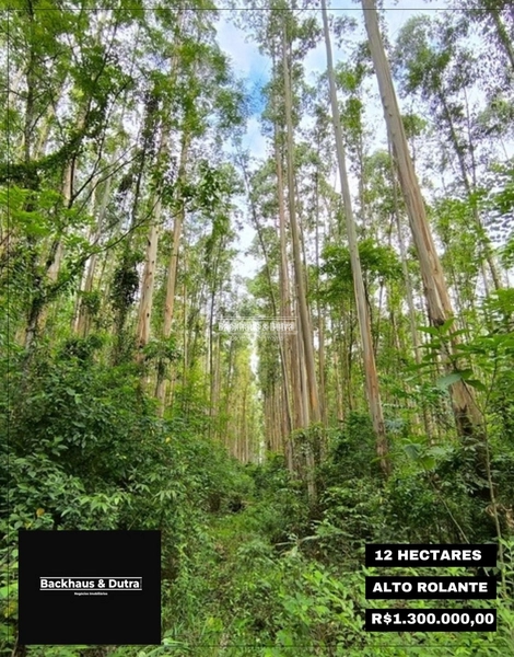 ROLANTE - TERRA DE 12 HECTARES COM EUCALIPTO - ALTO ROLANTE: 1ª foto da galeria de imagens do imóvel